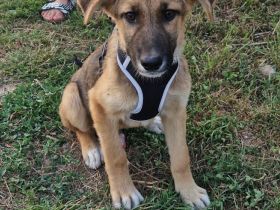 Clifford wartet auf sein Ticket ins Glück