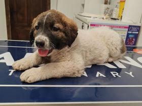 Kleiner Wonneproppen Süntje