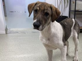 July ist bereit für ihr neues Zuhause