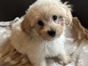 Zuckersüße Maltipoo Welpen, creme/ caramell, Malteser/ Pudelmix