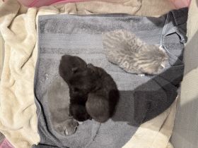 4 Kitten abzugeben ab Dezember