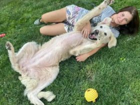 Verschmuste Hündin Meryl