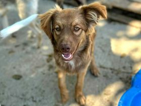 Ramon sucht sein Für-immer-Zuhause