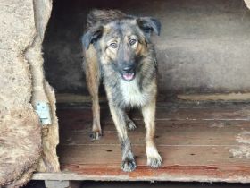 Sparky - ein Hund zum Verlieben