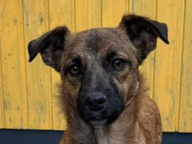 Paco, lieber Junghund, der schnell Vertrauen faßt, 1,5 Jahre, 39 cm