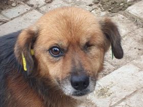 Spirelli, ruhiger, verschmuster kleiner Rüde, der Nähe und Geborgenheit sucht, 2,5 Jahre, 33cm