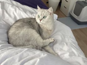 2 BH Katzen suchen liebvolles zuhause