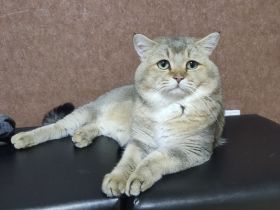 BKH Golden Shaded Kater bringen möglich