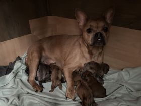 Old Englisch- französische Bulldogge Welpen