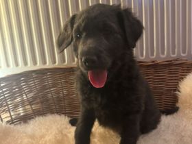 Labradoodle süsser Junge von 9/2025