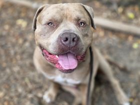 American bully xl Rüde sucht endplatz