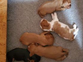 Cavalier Welpen