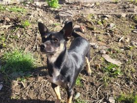 Sonnenschein Porcia sucht Familienanschluss