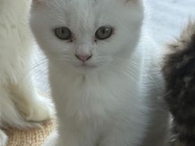 2 liebevolle Kitten abzugeben