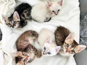 Buzz, Andy, Jessie, Forky und Budy