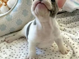 Süße Französische Bulldogge