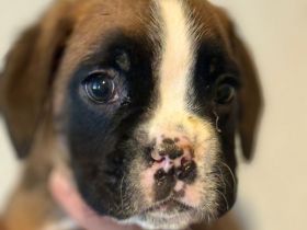 Boxerwelpen mit Papieren