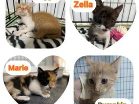 Nugget, Marie, Zella und Pumpkin, 2x blind- 1x Piratin