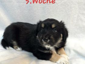 Australian Shepherd Welpen 5.Woche jung
