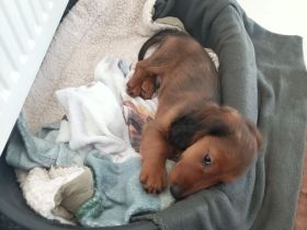 Zwerglanghaardackel Welpen nur ein Rüde  noch frei