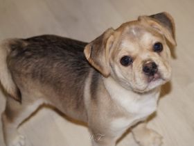 Französische Bulldoggen Welpen - Frengle Rüde Toto