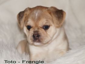 Französische Bulldoggen Welpen - Frengle Rüde Toto