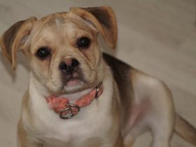 Alternativ Französischer Bulldoggen Welpen Rüde Toto - ideal für Familien