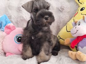 Zwergschnauzer FCI-Stammbaum