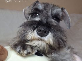 Zwergschnauzer FCI-Stammbaum