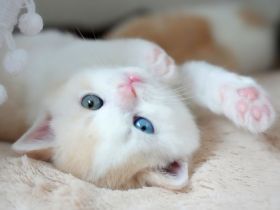 BKH Kitten mit Stammbaum (Odd eyes)