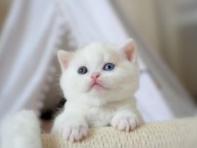 BKH Kitten mit Stammbaum (Odd eyes)