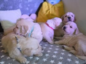Golden Retriever/Labrador Welpen