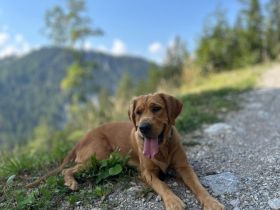 Wurfplanung reinrassige Golden Retriever Welpen mit Ahnentafel Frühjahr 2026