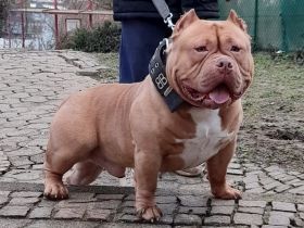 American Bully Pocket – 2½ Jahre alt – liebevoller, gesunder Rüde sucht neues Zuhause