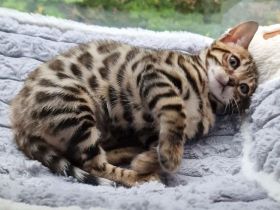 Reinrassige Bengal mit Stammbaum, mit klar gezeichnete Rosetten, seidiges, glänzendes Fell. 800 EUR