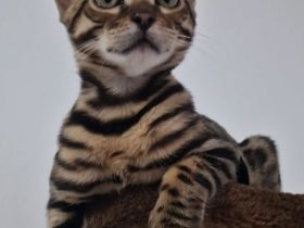 Reinrassige Bengal mit Stammbaum, mit klar gezeichnete Rosetten, seidiges, glänzendes Fell. 800 EUR