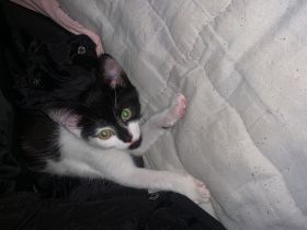 Milli sucht noch ein Zuhause