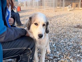 Wer schenkt Fina ein liebevolles Für-Immer-Zuhause?