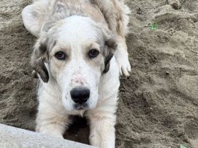 Wer schenkt Fina ein liebevolles Für-Immer-Zuhause?