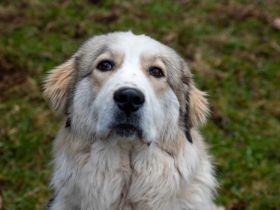 Wer schenkt Fina ein liebevolles Für-Immer-Zuhause?
