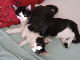 Original Sandizell Heckenmietzen mit sibirischem Einschlag