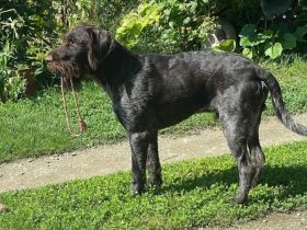 Prachtkerl Sir Henry sucht Landleben