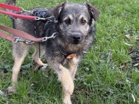 Zarte Hundeseele Kobe sucht Sicherheit