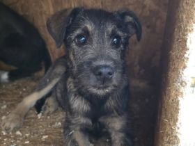 Zarte Hundeseele Kobe sucht Sicherheit