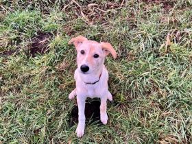 Nicki-neugierig, verspielt und zuckersüß