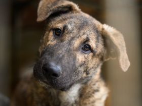 tapferes Knickohr Homer sucht Zuhause