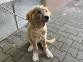 kleiner Kämpfer Ted will ausreisen