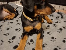 Deutsche Pinscher Welpen