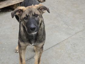 Thor - starker Name, weicher Kern