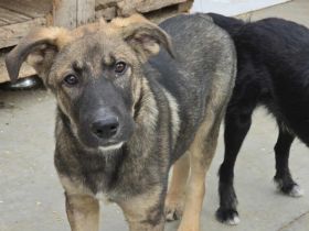 Thor - starker Name, weicher Kern